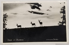 1951 Real Photo Deer at Sunrise California by J.H. Eastman Postcard picture