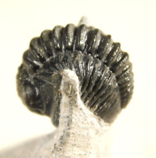 400 Million Year Old ENROLLED Gerastos Trilobite Fossil 100% Natural 51.3gr picture
