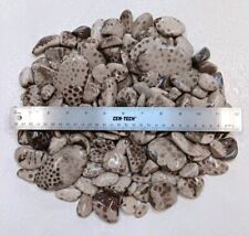 5+ Lbs Michigan ODD Petoskey Stone Unpolished Hexagonaria Rock Lot Coral Fossils picture