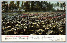 Vintage Postcard CA Lily Field in Winter c1906 Open Back ~7323 picture