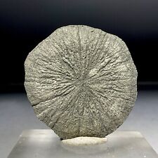 SS Rocks - Pyrite Sun (Sparta, Illinois) 24g picture