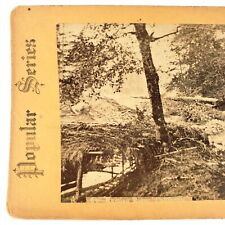 Russian River California Antique Stereoview c1890 Tree Forest Nature Photo H1037 picture