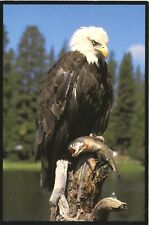 Bald Eagle Clutches Rainbow Trout Montana MT Vintage Postcard picture