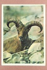 Wild goat. Caucasian TOUR. High mountains. Vintage Russian postcard USSR 1963🌳 picture
