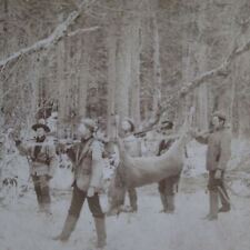 c1900 Hunting Group Carry Very Large Buck from Woods Stereoview A5 picture