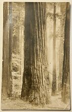 Eureka California Freeman Art.  Redwood Trees. Real Photo Postcard. RPPC CA picture