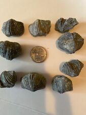 12 Platystrophia brachiopods from Kentucky ordovician fossils fossil picture
