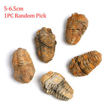 Natural Moroccan Trilobite Fossils Complete Original Stone Paleontology Animals picture