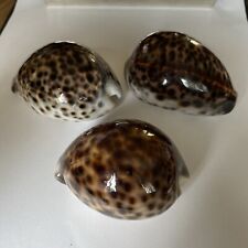 Cypraea Tigris Lot of 3 Seashell  Large Tiger Cowrie Shells  Craft Beach  Decor  picture