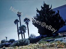 1959 Hollywood Roadside Trees Los Angeles Kodachrome 35mm Slide picture