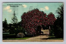 Pasadena CA-California, Scene In Central Park, Antique, Vintage c1913 Postcard picture