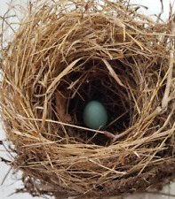 Authentic 2023 Ct. Robins Nest Craft Taxidermy Abandoned + 1/2 a Blue Egg picture