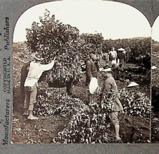 Vtg Silk Worm Food Mulberry Industry Japan Photograph Keystone Stereoview Card picture