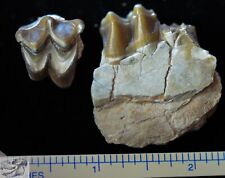 Oreodont Upper and Lower Teeth, Fossils, Merycoidodon culbertsoni, S Dak., O1506 picture