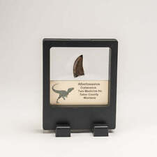 Genuine Albertosaurus Rex Tooth in a Display Box picture