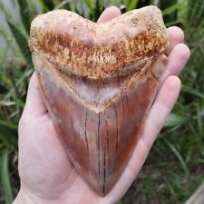 Megalodon Tooth 5.6