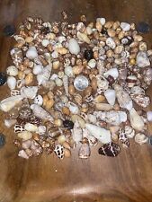 BEAUTIFUL Hawaiian Cone & Mystery shells from WEST Oahu, Hawaii MIXED kine YES picture
