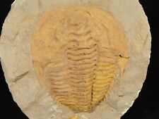 wOw BIG 530 Million Year OLD Andalusiana Trilobite Fossil Anif Morocco 1505gr picture