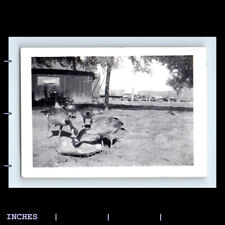 Vintage Photo FARM SCENE GEESE EATING FOOD picture