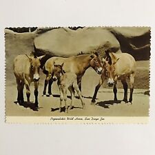 Vintage Postcard Wild Horse Przewalskis San Diego Zoo Animal color series picture