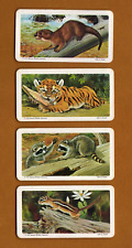 1972 Brooke Bond Red Rose Tea Series 15 ... Animals and Their Young 4 Card Lot picture