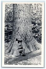 Grayling Michigan MI Postcard RPPC Photo Hartwick Pines Giant Tree c1910's picture