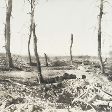 Burnt Forest WW1 Ruins RPPC Postcard c1918 German Shelling France Photo A1853 picture