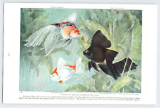 HASHIME MURAYAMA FISH ART Vintage 1924 6.5