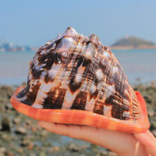 Natural Fasciolaria Trapezium large Top quality real shell sea snail Home Decor picture
