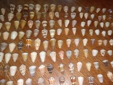 200 hand picked jewlery grade hawaiian cone shells picture