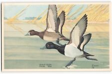 Postcard The Scaup Duck, Wild Life Series Artist Signed Vintage VPC01. picture