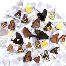 insect MIXED 120 pcs unmounted folded real butterfly artwork material CHINA  #M1 picture