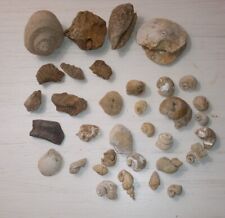 Large Lot of Fossils and Shells from Southern California picture