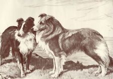 Shetland Sheepdog | Sheltie - CUSTOM MATTED - Dog Art Print - Langley - NEW picture