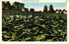 A Kentucky Tobacco Field Picking Tobacco White Border Unposted Postcard c1920 picture
