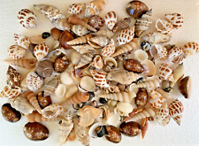 Assorted Mixed Seashells Sea Shells Best Price US Seller  picture