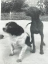 O9 Photo 1963 Close Up Slightly Blurry Portrait Of 2 Tiny Little Chihuahua Dogs picture