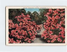 Postcard Azaleas, Middleton Gardens, Charleston, South Carolina picture