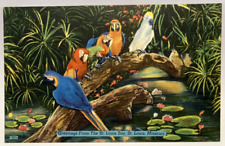 Greetings From St. Louis Zoo, Parrots, Birds, Missouri MO Vintage Postcard picture