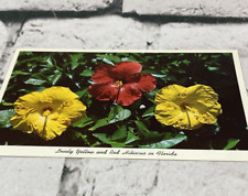 Postcard Lovely Yellow And Red Hibiscus Florida McKee Jungle Gardens Vtg  picture