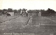 Vintage Postcard 1910's View of Almond Orchard Chico California CA picture
