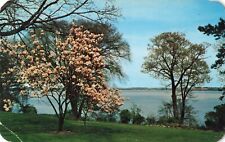 Geneva NY New York, South Main Street, Cherry Tree Blossom, Vintage Postcard picture