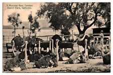 Antique A Noonday Rest, Cawston Ostrich Farm, South Pasadena, CA Postcard picture