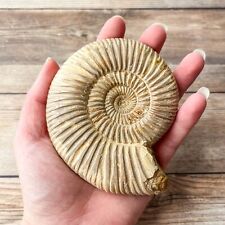 Ammonite (White) Fossil Polished; 250 g Authentic Real picture