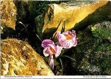 Approaching Spring Crocus Flowers Essex Nature Rocks Chrome Postcard UNP picture