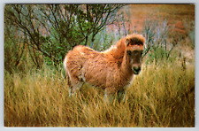 c1960s Wild Colt Barrier Island Ponies Pony Vintage Postcard picture