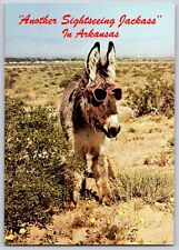 Arkansas, AK - Donkey in Desert - Sightseeing Jackass- Vintage Postcard 4x6 picture