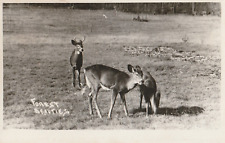 Vintage Photo Postcard Forest Beauties Deer Black & White Photo picture