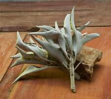 CALIFORNIA WHITE SAGE Smudge Herb 1 Ounce Bag Bulk Whole Sage for Cleansing picture