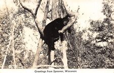 Spooner Wisconsin~Northwoods Bear Rests on Tree Branch~God's Country~1948 RPPC picture